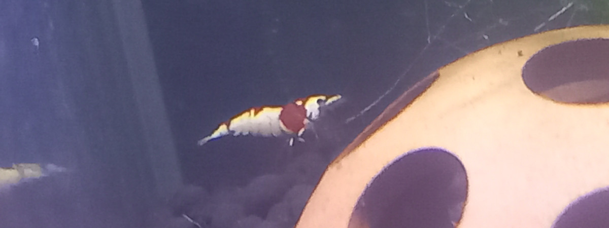 aquarium Crystal Red pure red line