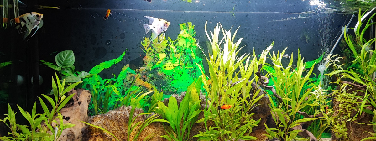 aquarium Francklaeti34770