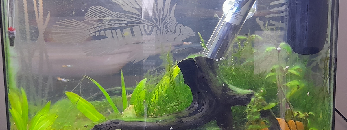aquarium Aquarium à crevette