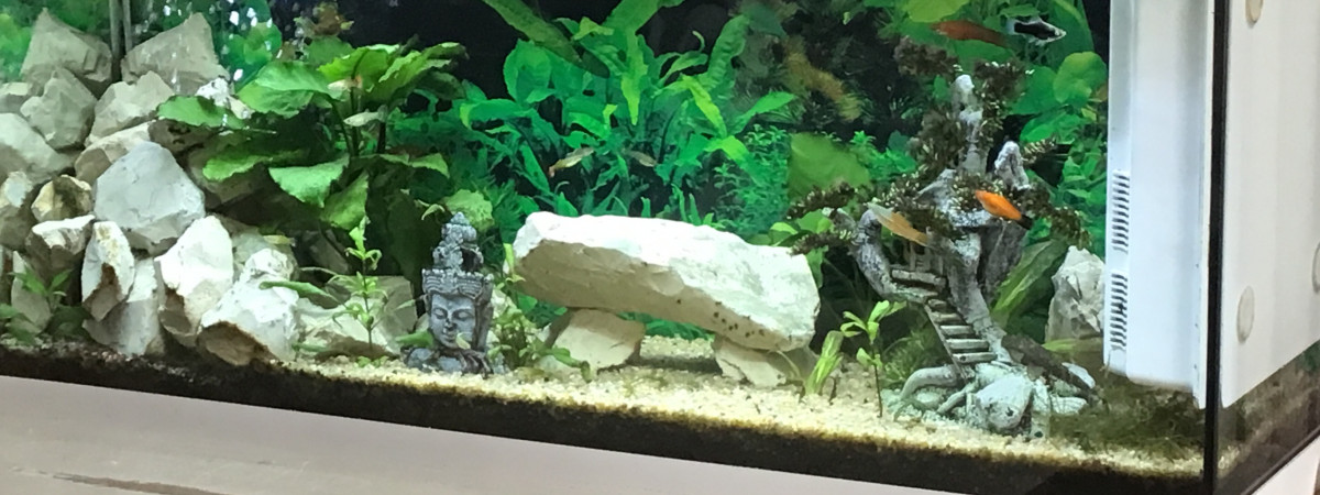 aquarium Grand