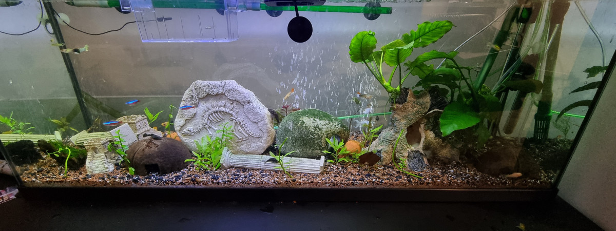 aquarium Salle