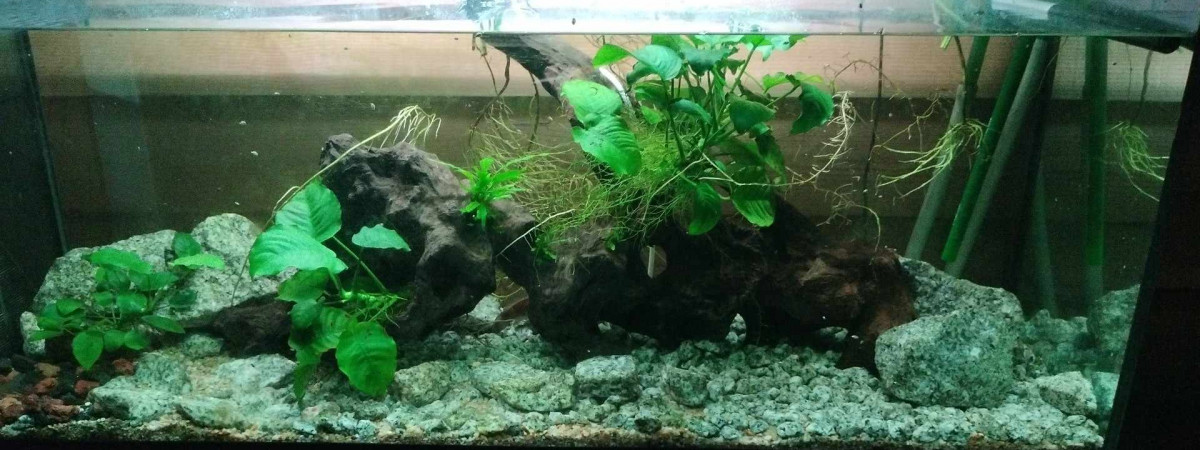 aquarium Channaqua