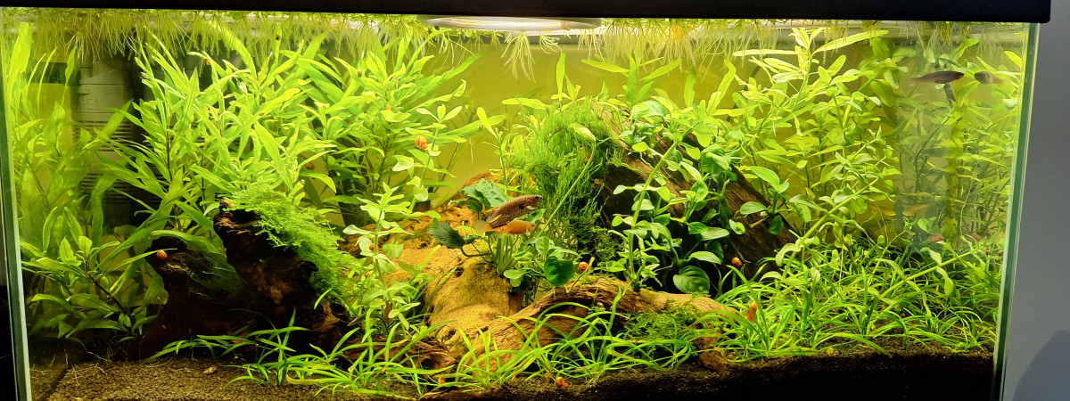 aquarium 54 litres fundulopanchax nigerianus