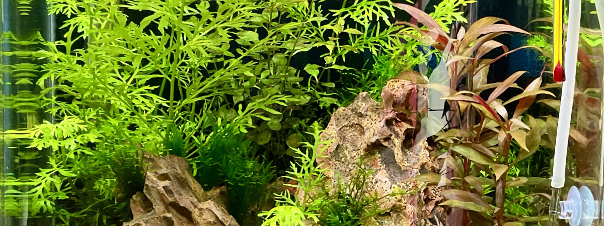 aquarium Nano