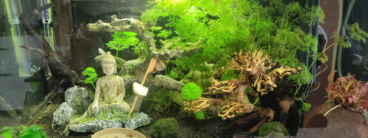 aquarium Premier aquarium