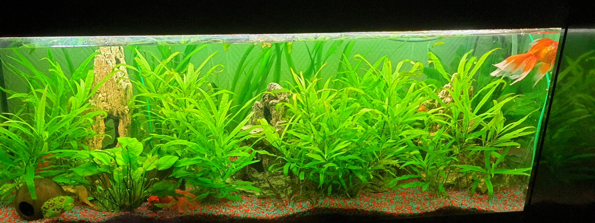 aquarium Poissons rouges 250L