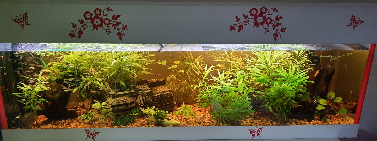 aquarium Communautaire tropical 550L