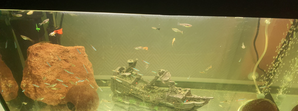 aquarium Hopital et quarantaine 100L