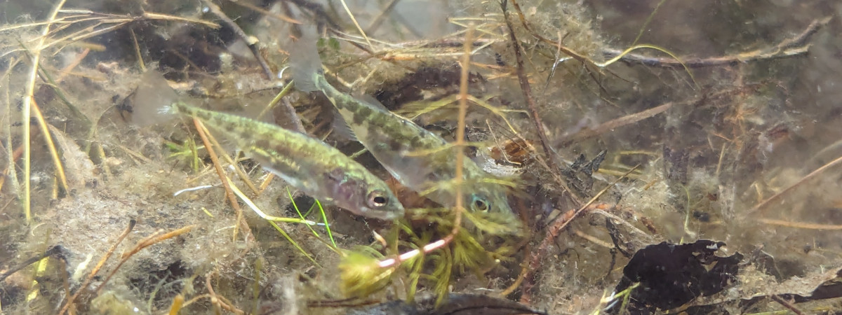 aquarium Epinoches