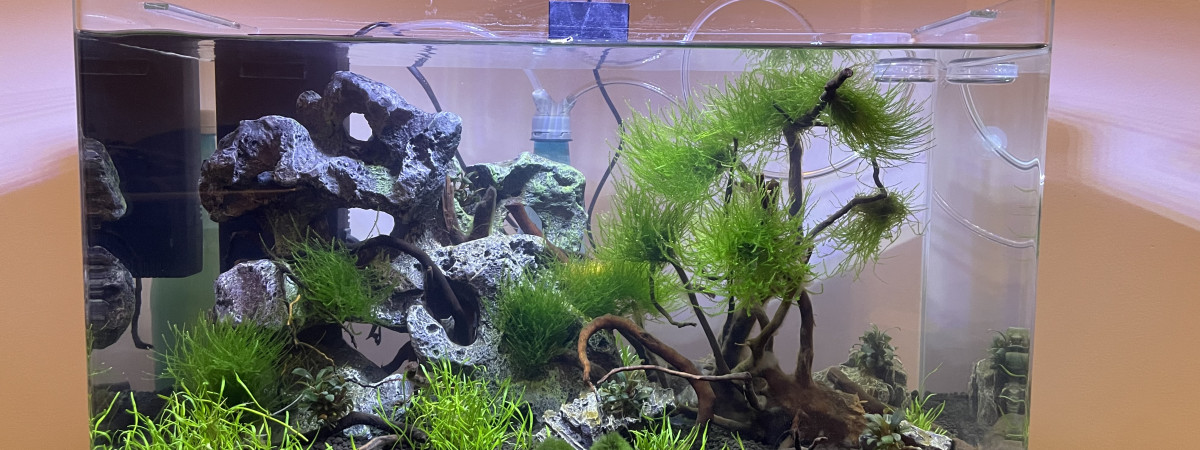 aquarium Spécifique crevettes