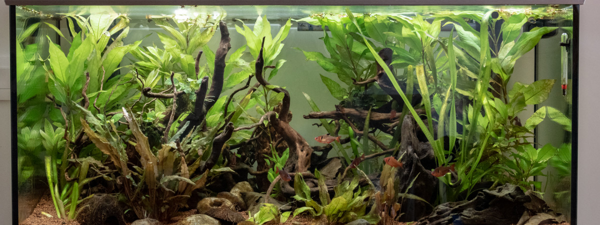 aquarium Amazon-ish