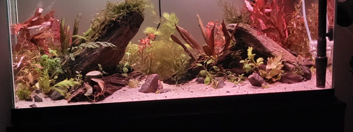 aquarium Banc