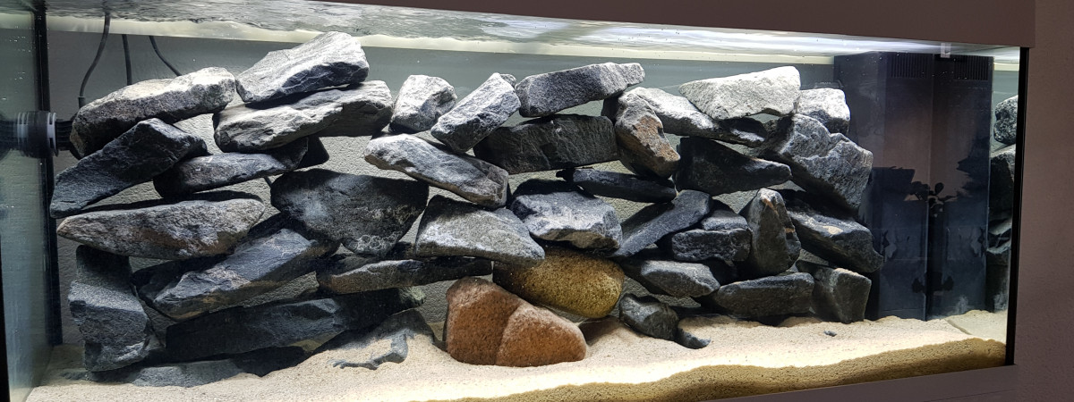 aquarium Aquarium cichlides