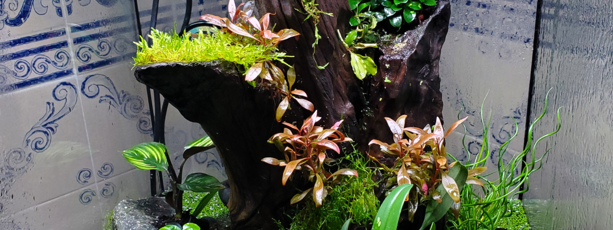 aquarium Terrarium crabe vampire