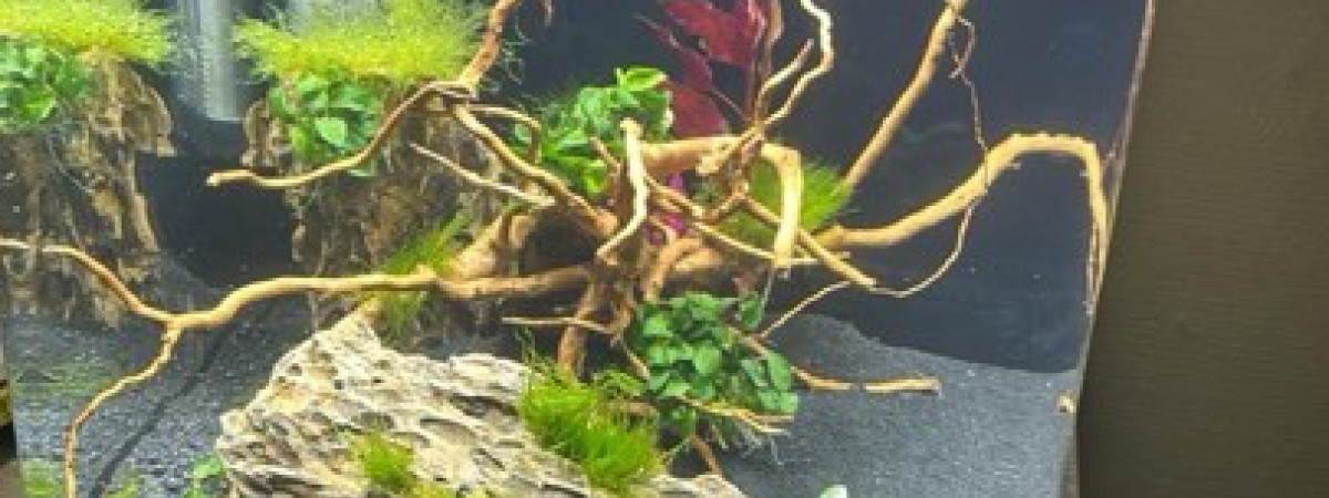 aquarium Nano 60