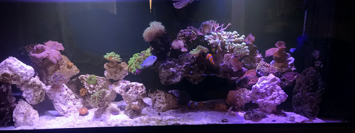 aquarium Eau de mer 200