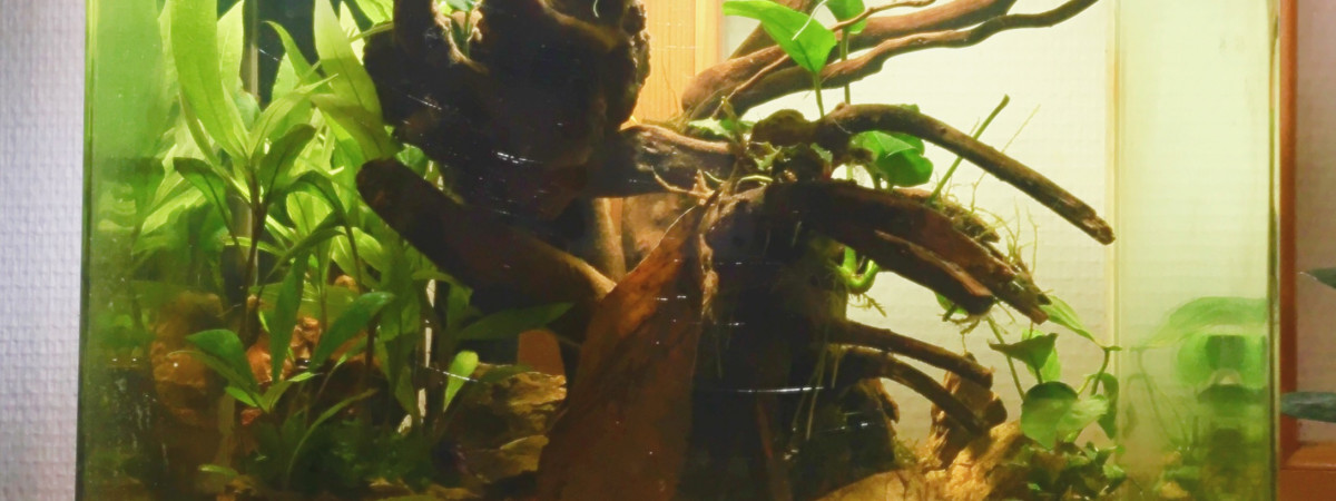 aquarium Stricta Tai