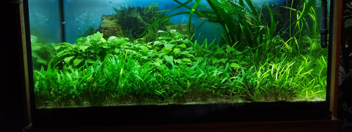 aquarium Aquarium