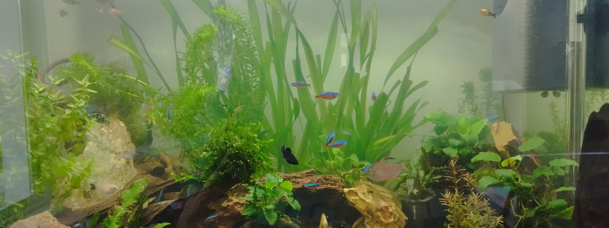 aquarium 1er bac