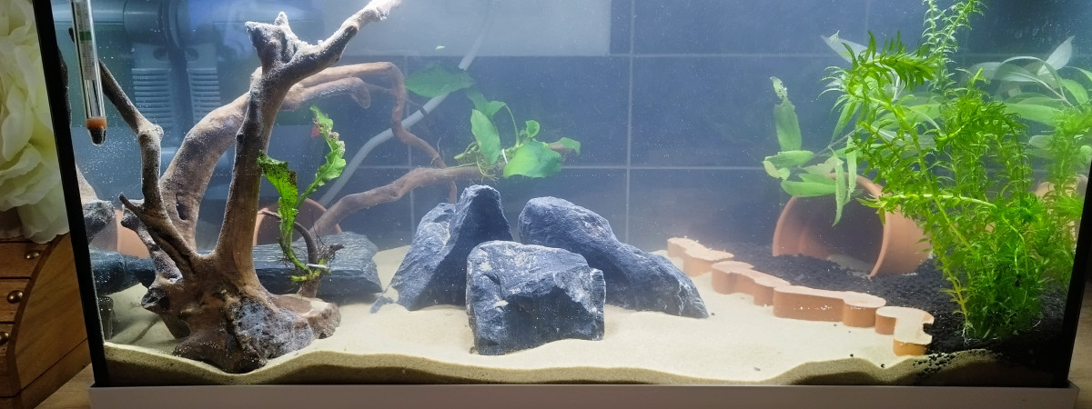aquarium Ecrevisse