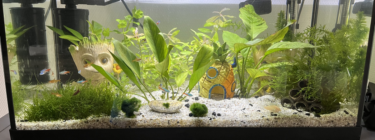 aquarium 60 litre