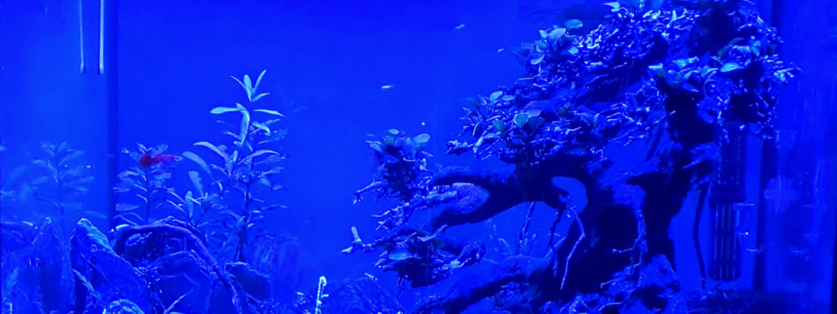 aquarium Bonsai 2.0