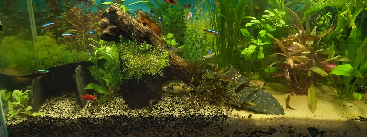 aquarium Sandrine Baudry