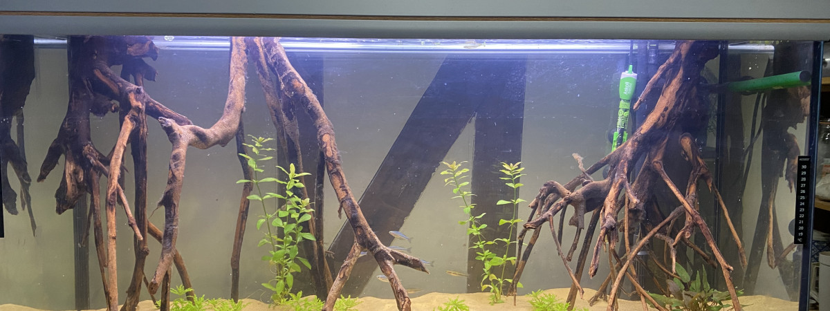 aquarium Papouasie nouvelle Guinée