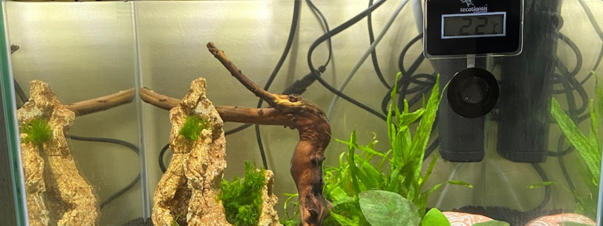 aquarium Aquarium crevettes
