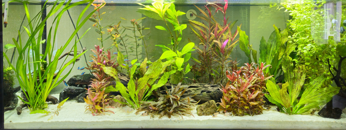 aquarium Juwel amazonia