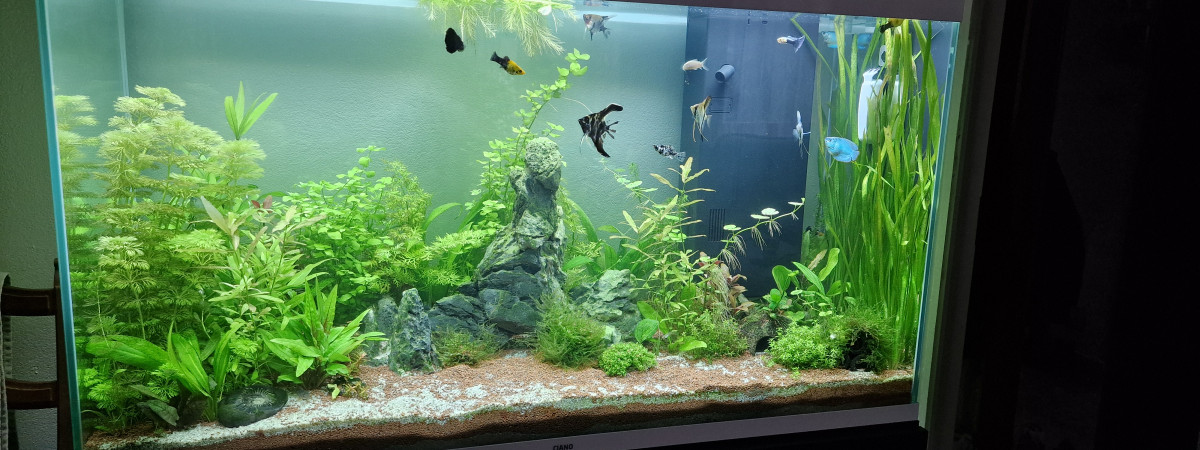 aquarium Ciano 100 pro
