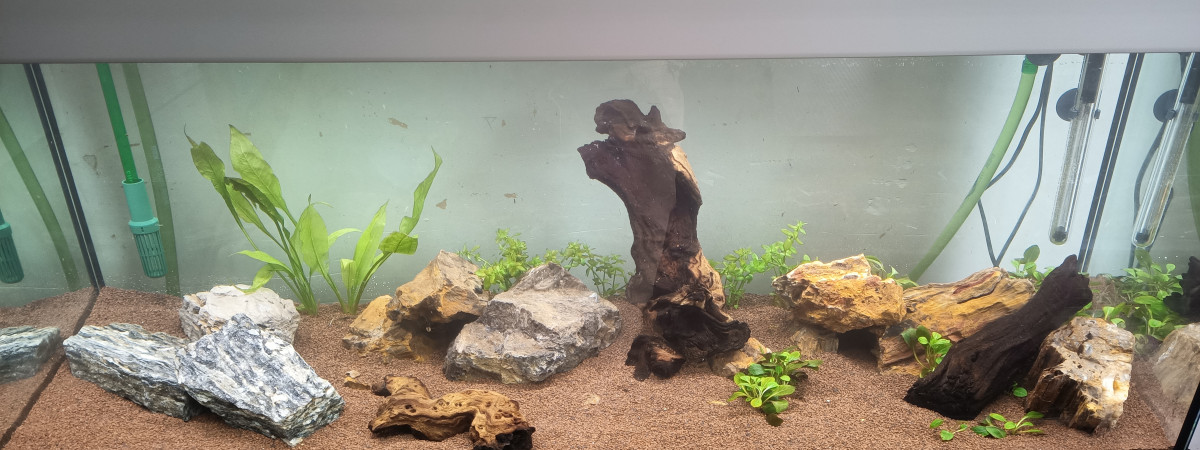 aquarium Australo Guinéen