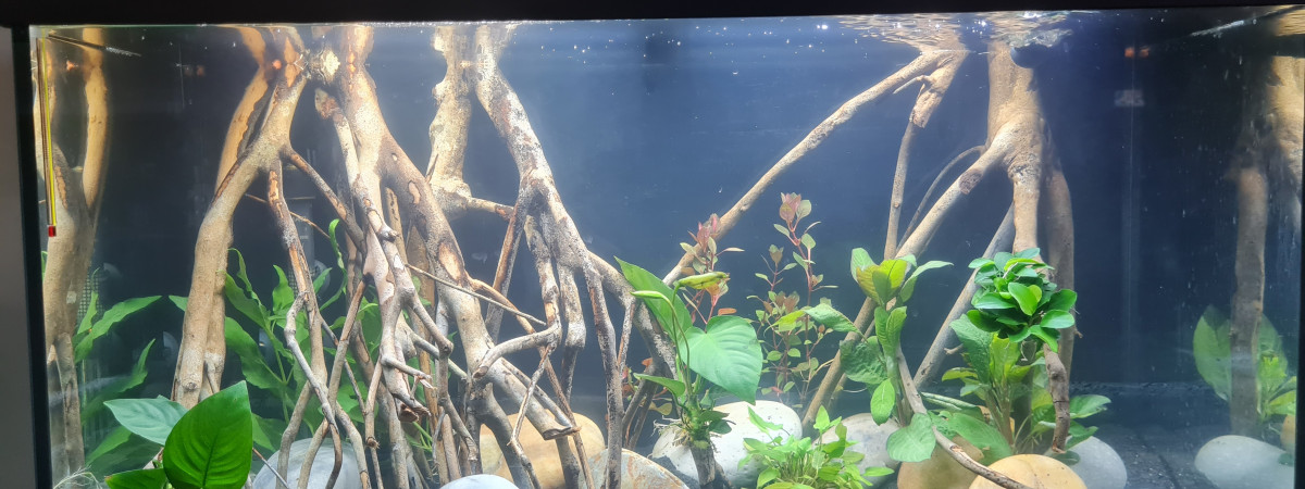 aquarium 125L