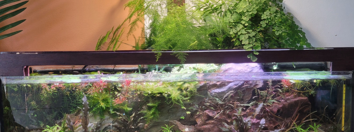 aquarium Panoramique