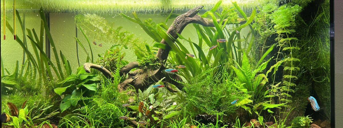 aquarium Asiatique