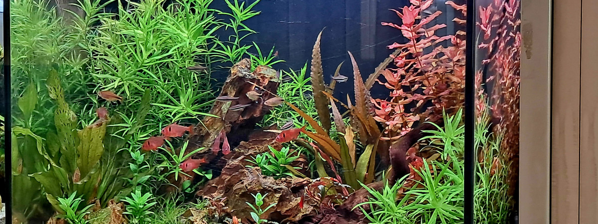 aquarium 80 litres école