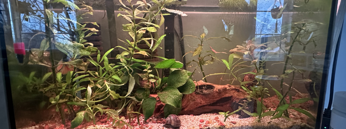 aquarium Petit Betta
