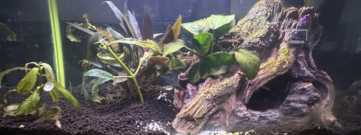 aquarium Petit betta 2