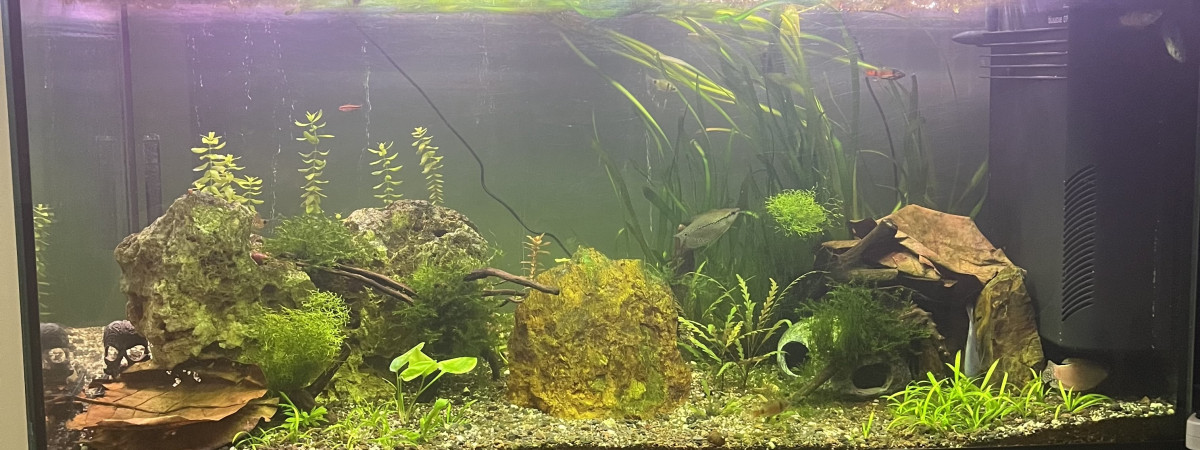 aquarium Mon bac