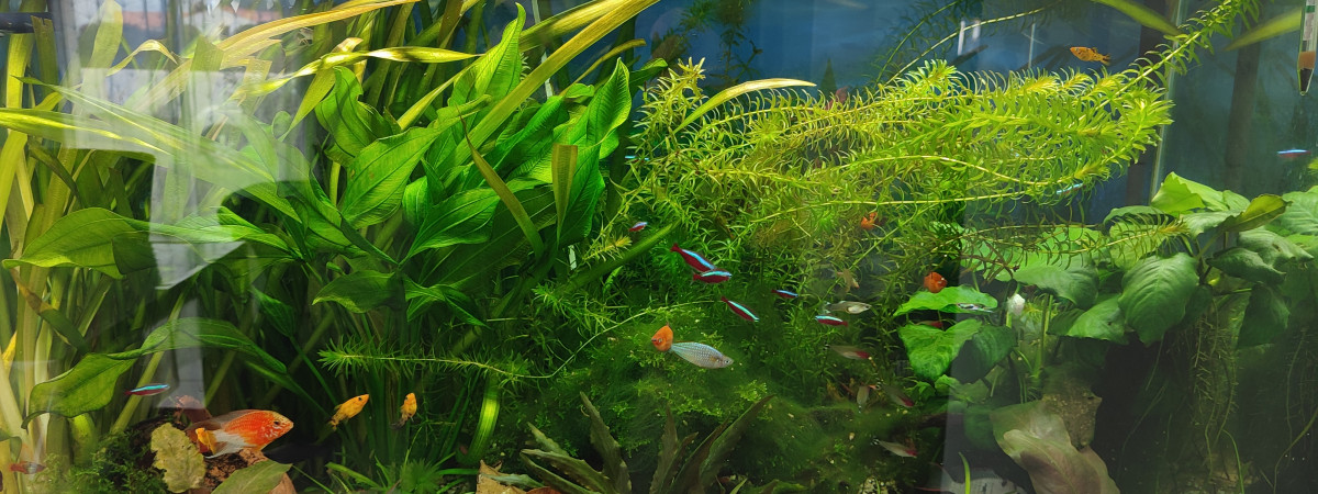 aquarium Johann