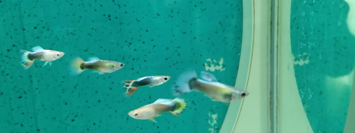 aquarium Guppys Males