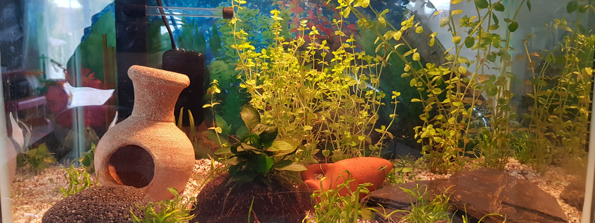 aquarium Aquarium eau douce chauffée communautaire 45L