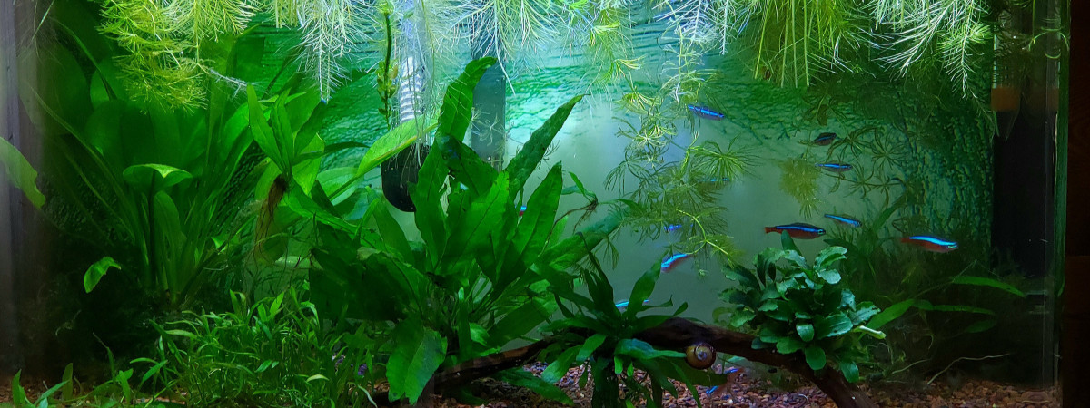 aquarium Zen