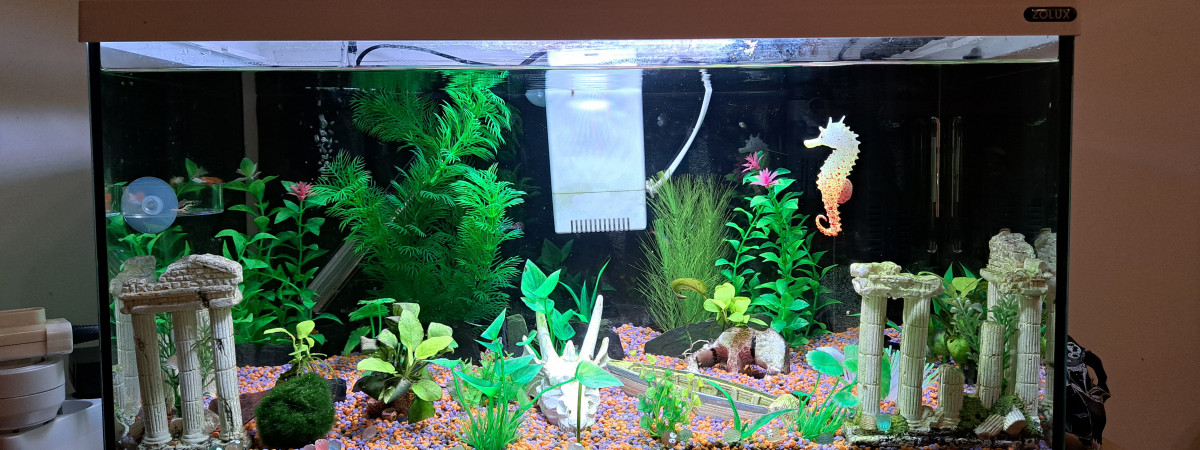 aquarium Funky