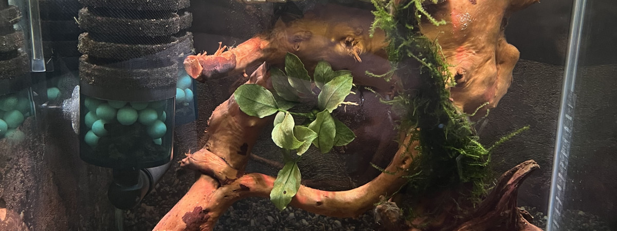 aquarium Blue velvet