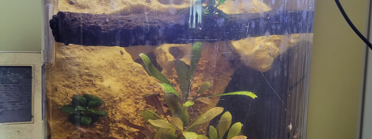 aquarium Bocal 22L