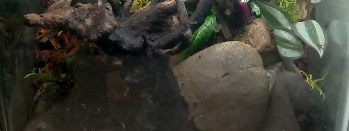 aquarium Paludarium crabe vampire