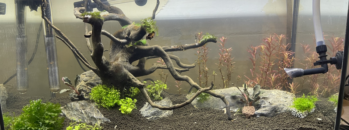 aquarium 60 l communautaire