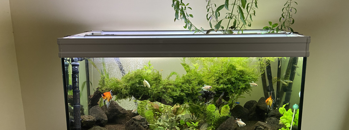 aquarium 240L Amazonien