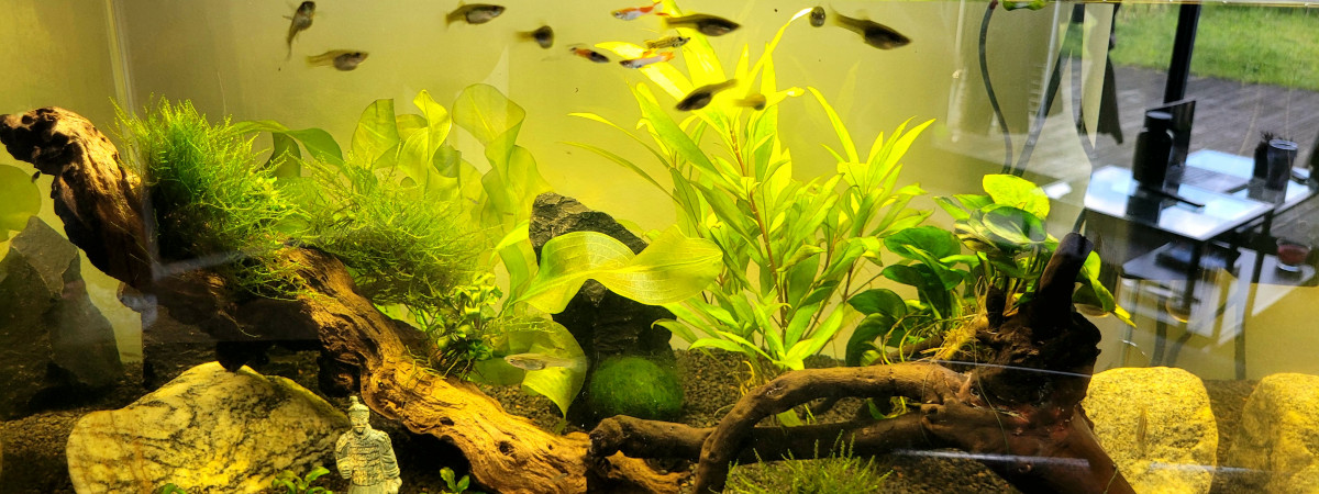 aquarium Aqua1
